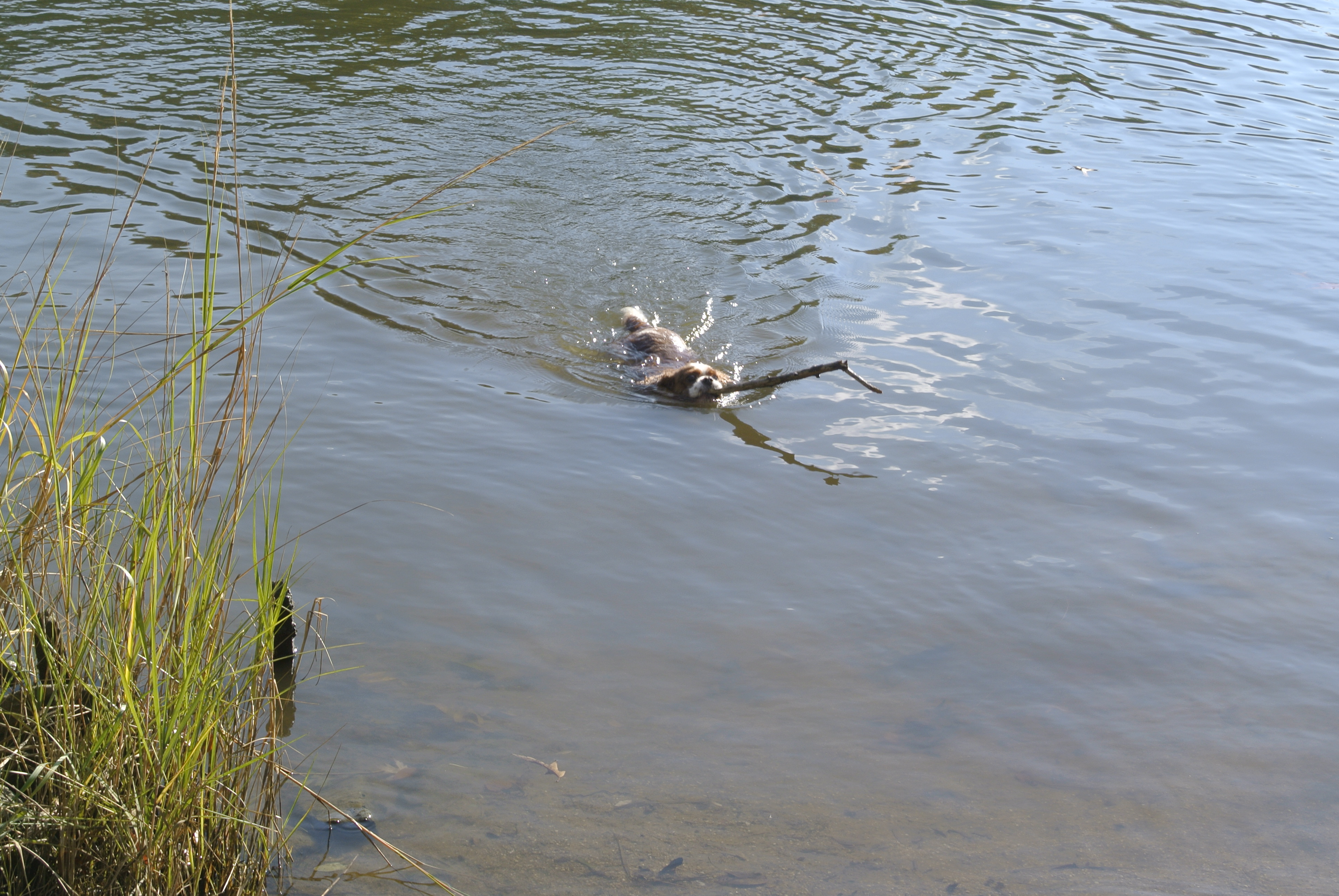 dog swimming