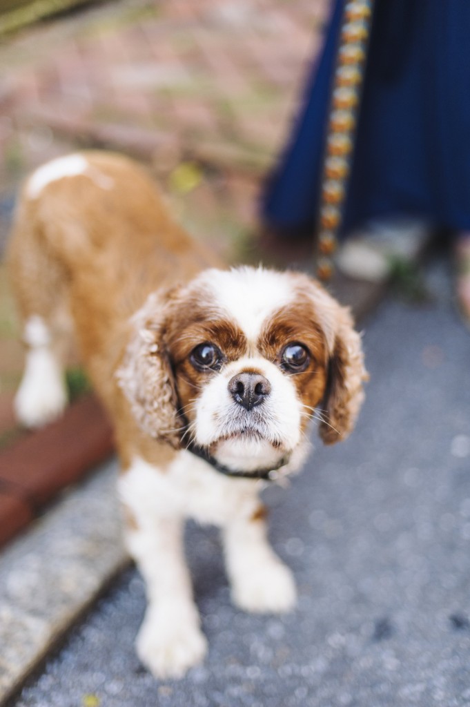 Cavalier spaniel