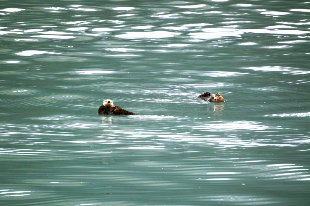 sea otters in seward