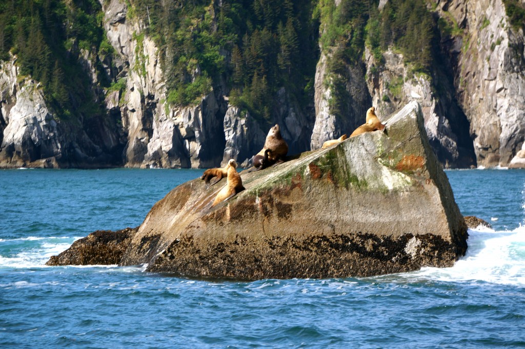 sea lions