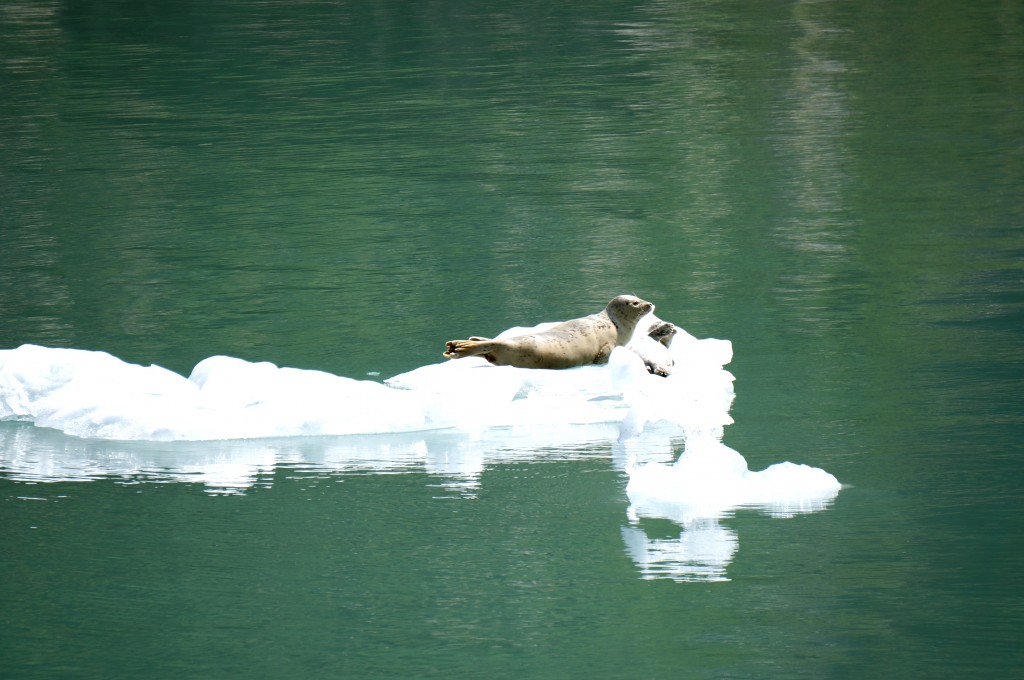 baby seal