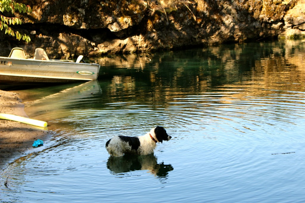 springer spaniel in water