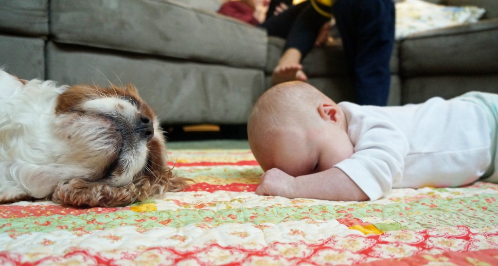 dog and baby