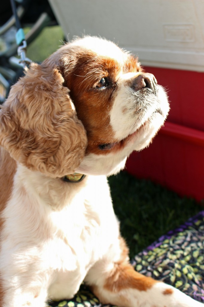 cavalier spaniel