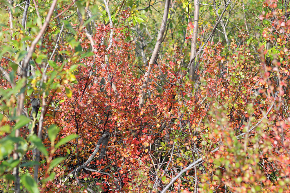 fall leaves