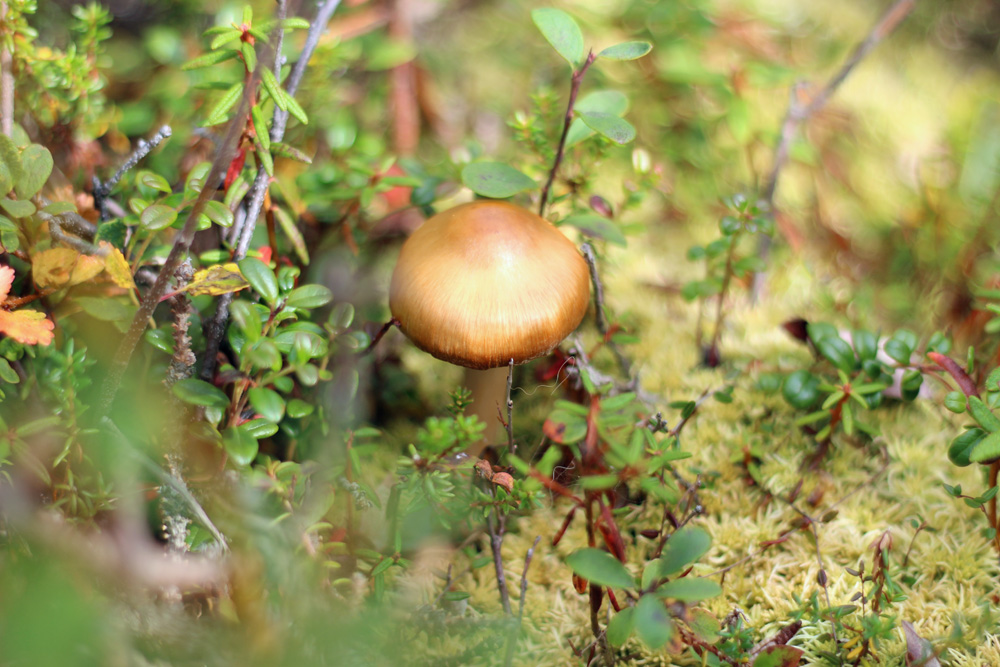 gold mushroom