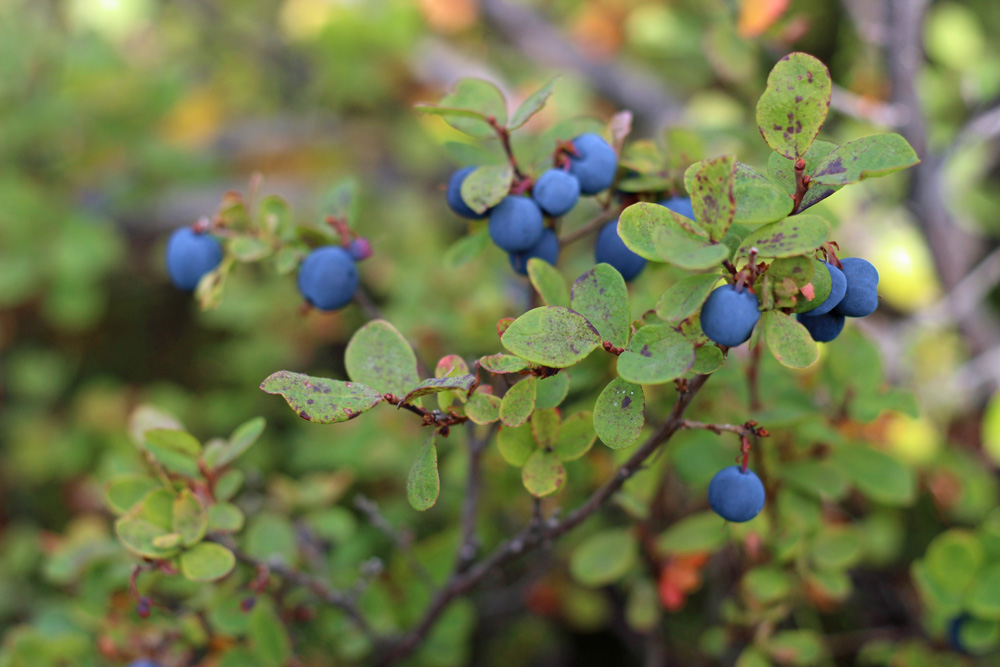 alaska blueberries