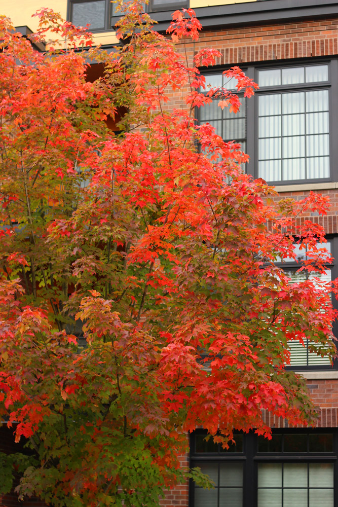 fall leaves