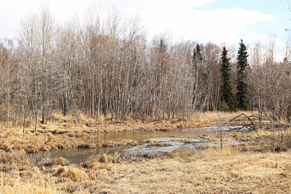 spring in alaska