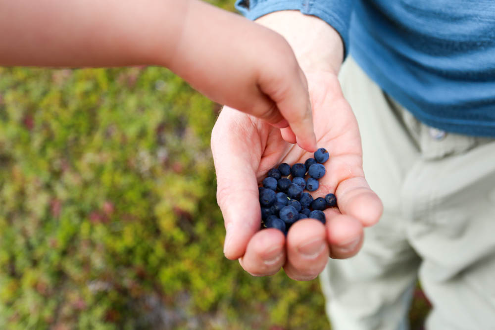 berry picking alaska-11