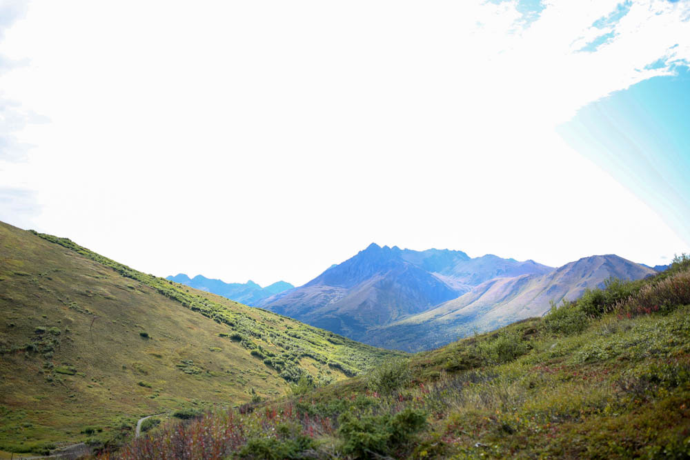 berry picking alaska-18