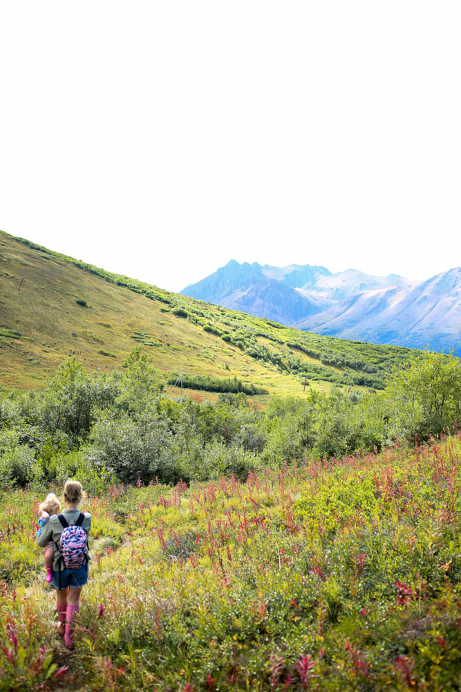 berry picking alaska-24