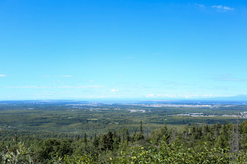 berry picking alaska-27