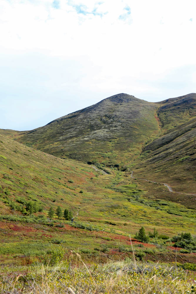 berry picking alaska-6