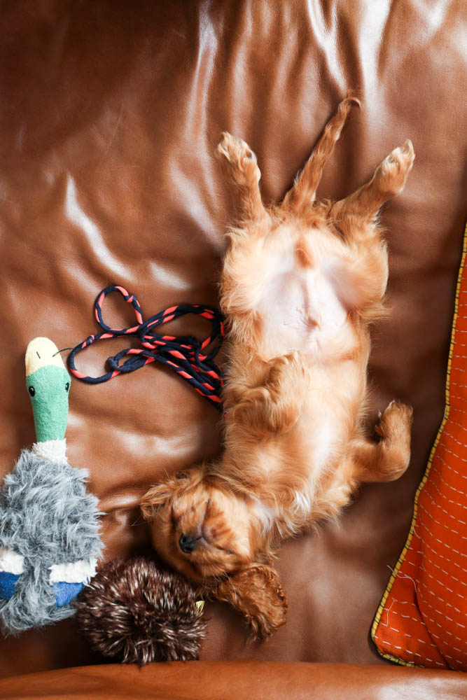 cavalier spaniel puppy