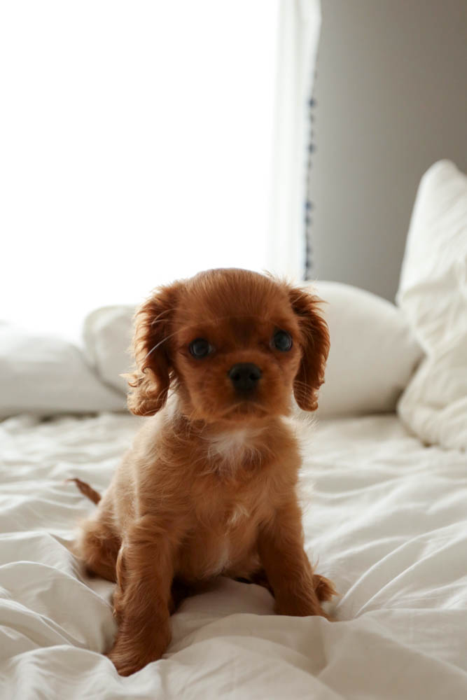 cavalier spaniel puppy