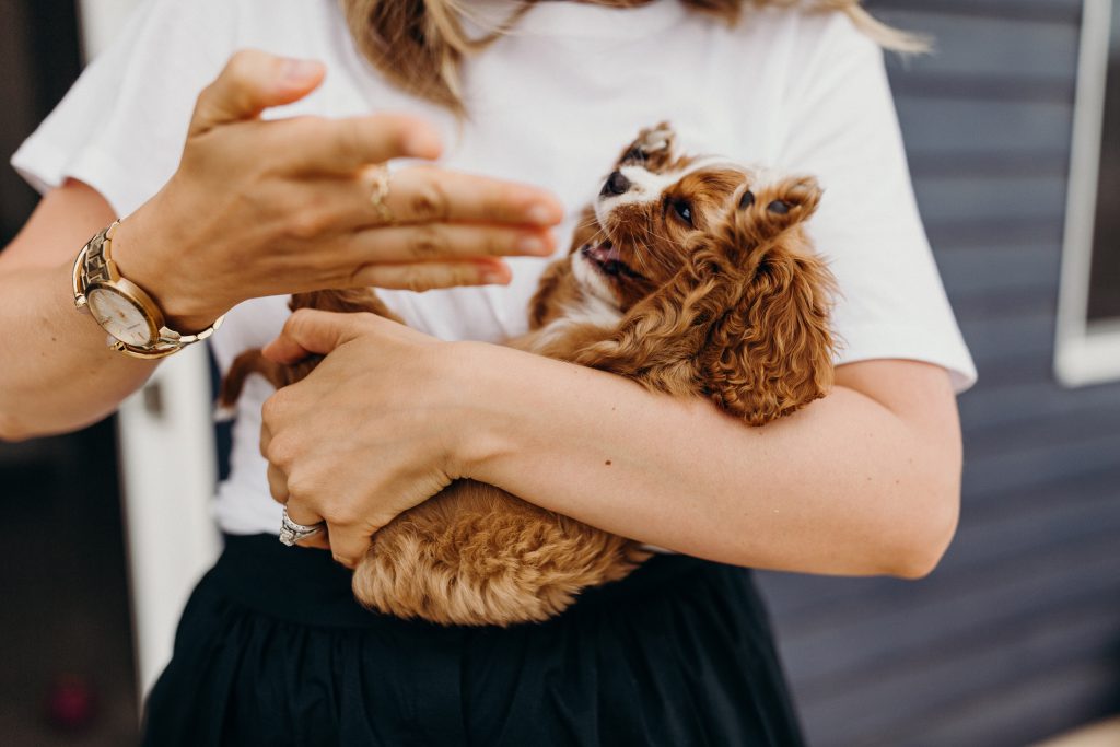 cavalier spaniel puppy