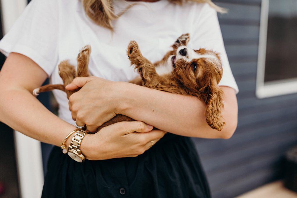 cavalier spaniel puppy