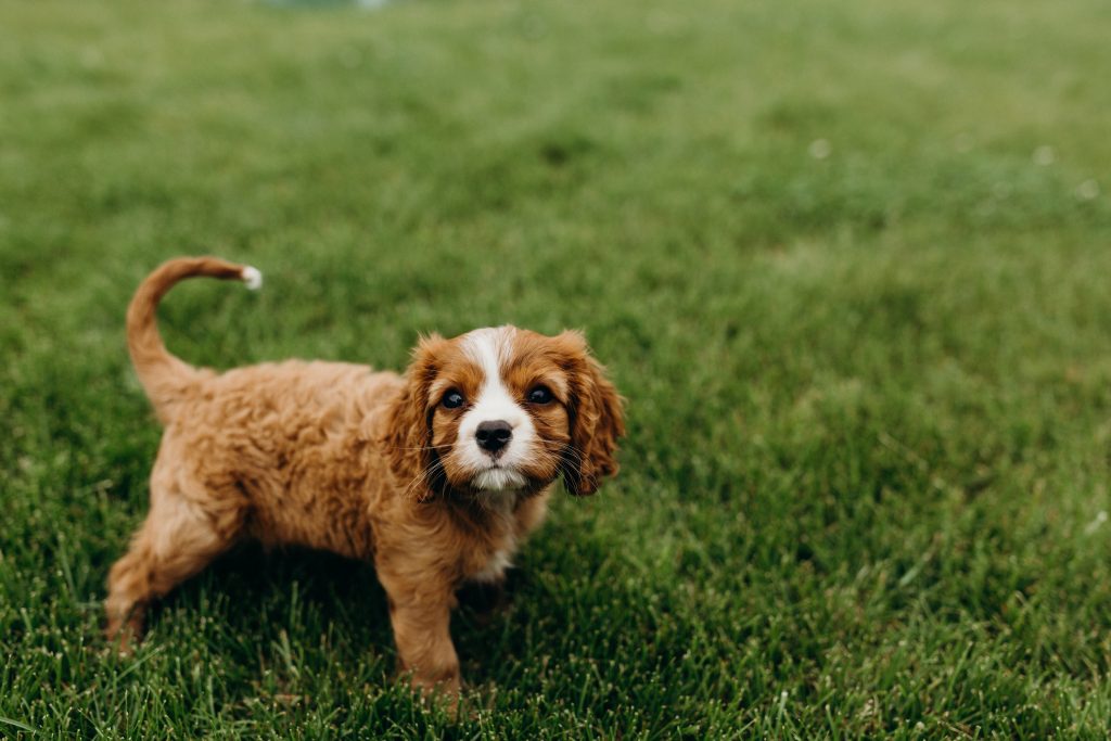 cavalier spaniel puppy