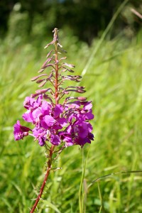 fireweed in alaska