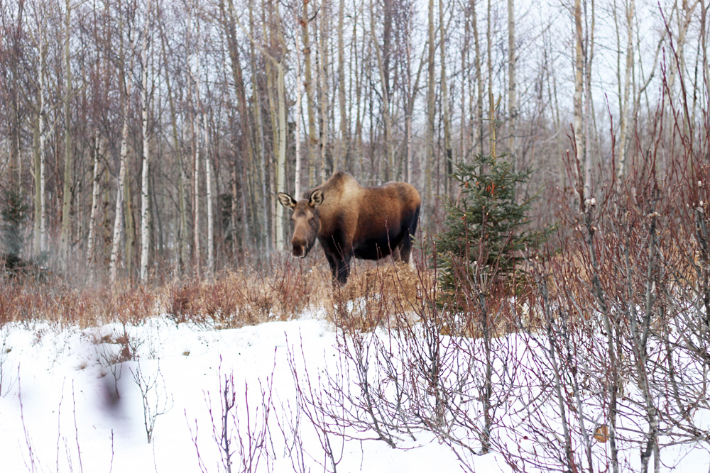 alaska life